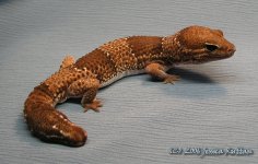 Bubba (Male)